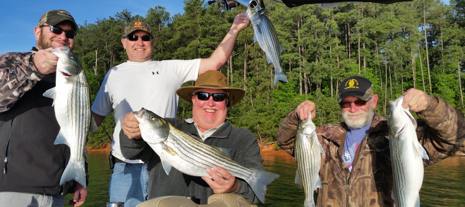 5 Lake Lanier Stripers at Once!
