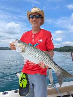 Lake Lanier Striper Fishing